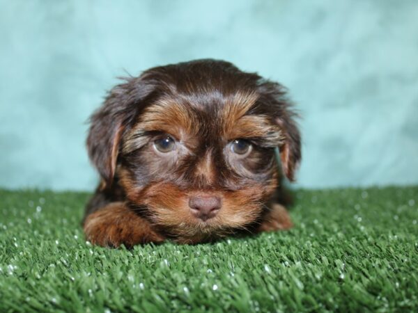 Yorkie Poo-DOG-Female-CHOC TAN-18573-Petland Dalton, Georgia