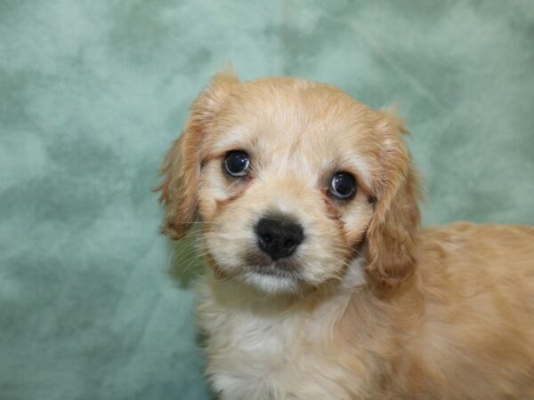 Cavachon DOG Female BLENHEIM 18572 Petland Dalton, Georgia