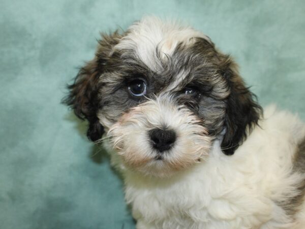 Teddy Bear DOG Male brown white 18571 Petland Dalton, Georgia