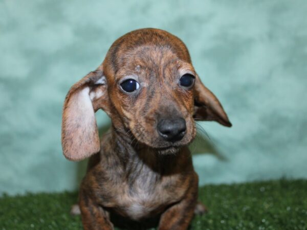 Dachshund DOG Female BRINDLE 18570 Petland Dalton, Georgia