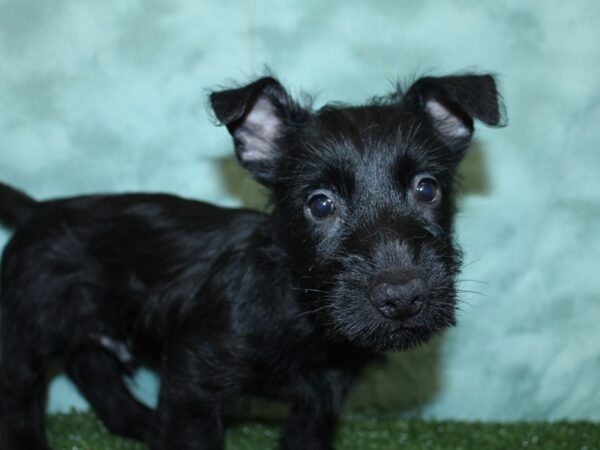 Scottish Terrier DOG Male BLACK 18569 Petland Dalton, Georgia