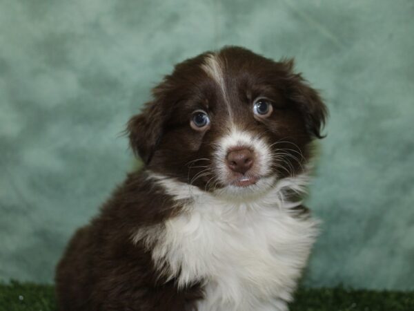 Mini Aussie DOG Male RED TRI 18567 Petland Dalton, Georgia