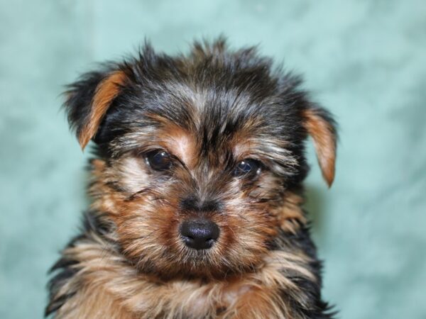 Yorkshire Terrier DOG Male Black and Tan 18565 Petland Dalton, Georgia