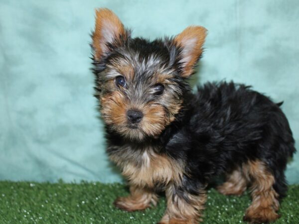 Yorkshire Terrier DOG Female Black and Tan 18564 Petland Dalton, Georgia