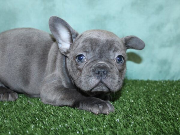 French Bulldog DOG Female Blue 18562 Petland Dalton, Georgia