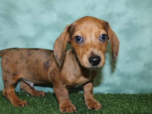 Dachshund DOG Male Red 18561 Petland Dalton, Georgia