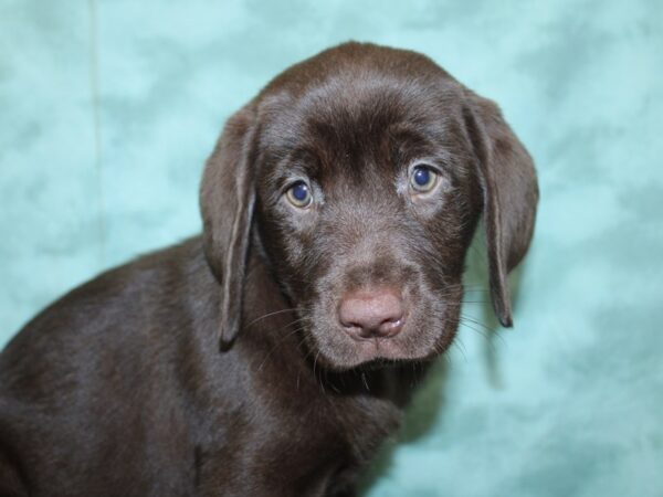 Labrador Retriever DOG Female Chocolate 18559 Petland Dalton, Georgia