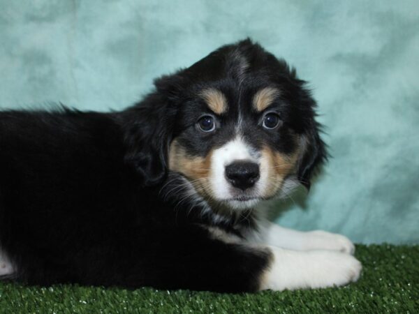 Mini Aussie DOG Male Black Tri 18558 Petland Dalton, Georgia