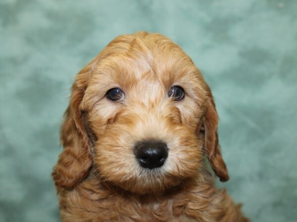 F2 MINI GOLDENDOODLE DOG Male Red 18557 Petland Dalton, Georgia