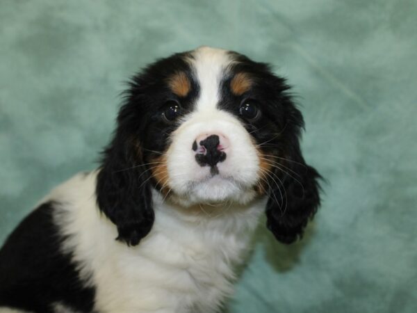 Mini Bernese DOG Male Tri Color 18556 Petland Dalton, Georgia