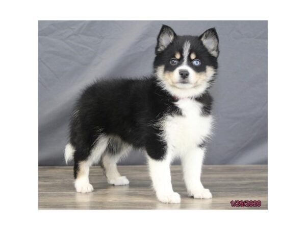 Pomsky DOG Female Black / White 8216 Petland Dalton, Georgia