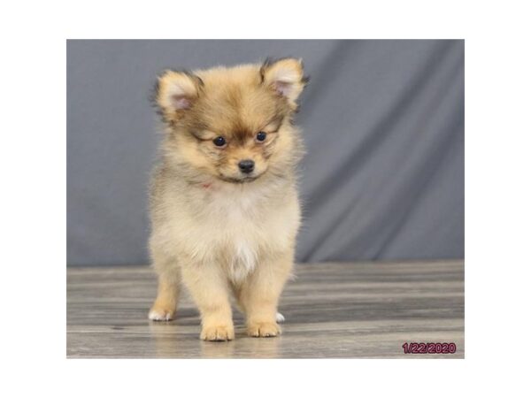 Pomeranian DOG Male Sable 8218 Petland Dalton, Georgia