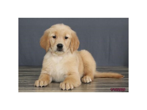 Golden Retriever DOG Female Golden 8219 Petland Dalton, Georgia