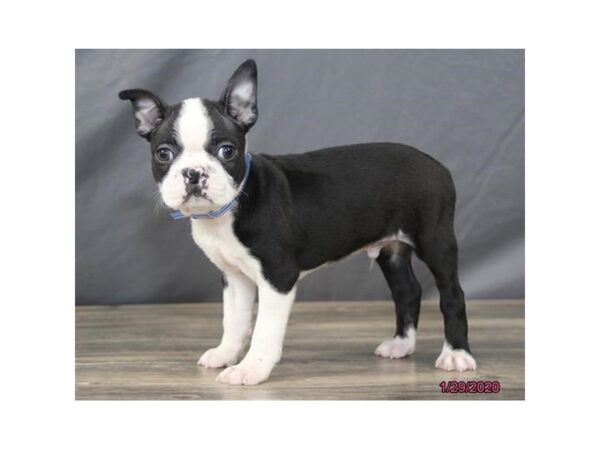 Boston Terrier DOG Male Black / White 8220 Petland Dalton, Georgia