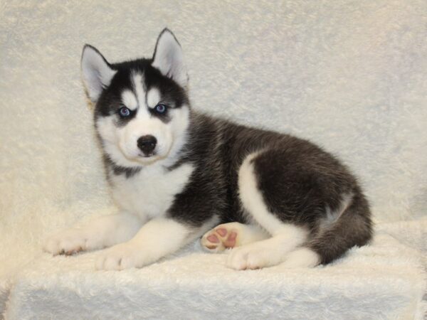 Siberian Husky DOG Male Black White 8198 Petland Dalton, Georgia