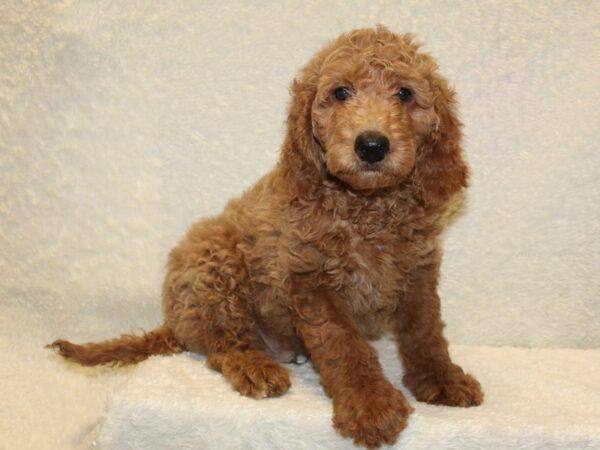 MOYEN POODLE-DOG-Female-RED-8195-Petland Dalton, Georgia