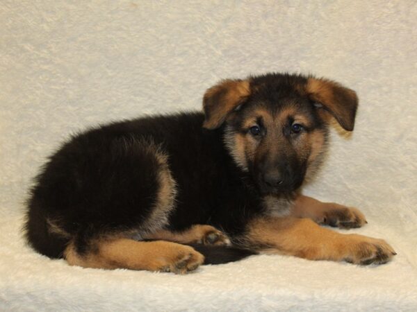 German Shepherd DOG Male Black and Tan 8197 Petland Dalton, Georgia