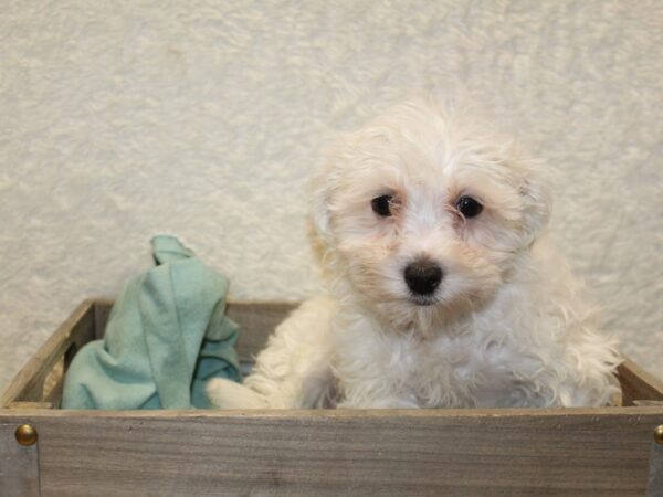 Yochon-DOG-Female-WHITE-8212-Petland Dalton, Georgia