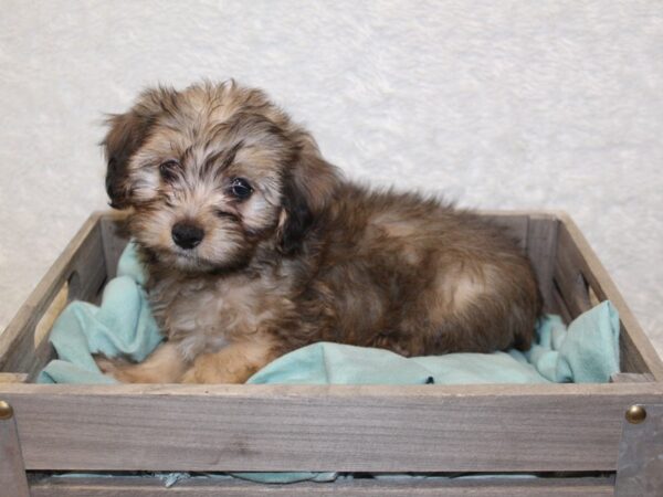 Morkie DOG Male BEIGE 8211 Petland Dalton, Georgia