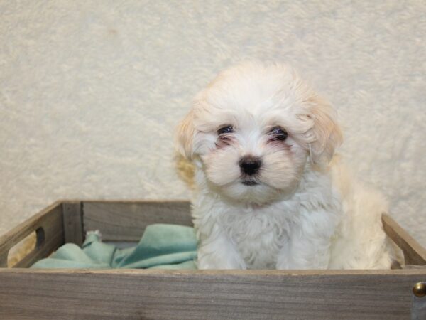 Marshmallow DOG Female BROWN WHITE 8214 Petland Dalton, Georgia