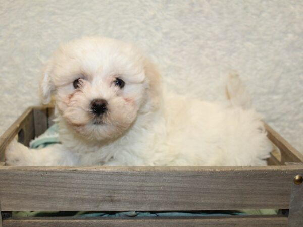 Havachon-DOG-Male-CREAM WHITE-8215-Petland Dalton, Georgia