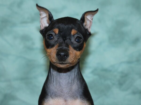 Miniature Pinscher DOG Female Black / Rust 18580 Petland Dalton, Georgia