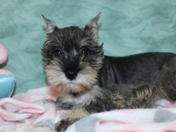 Miniature Schnauzer DOG Female Salt / Pepper 18582 Petland Dalton, Georgia