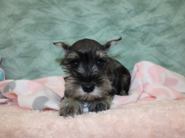 Miniature Schnauzer DOG Male Salt / Pepper 18581 Petland Dalton, Georgia