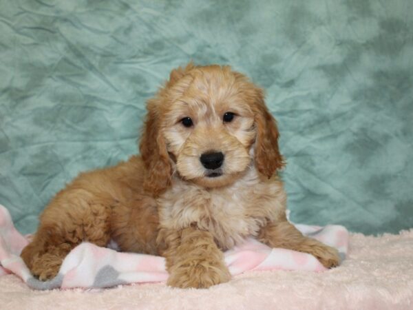 Goldendoodle Mini-DOG-Male-Golden-18585-Petland Dalton, Georgia