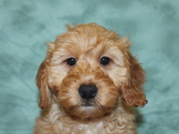 Goldendoodle Mini-DOG-Female-Golden-18584-Petland Dalton, Georgia