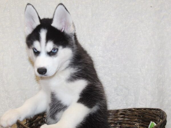 Siberian Husky DOG Male Black White 8199 Petland Dalton, Georgia