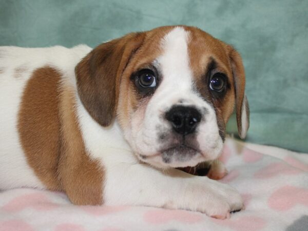 Beabull DOG Male FAWN WHITE 18595 Petland Dalton, Georgia