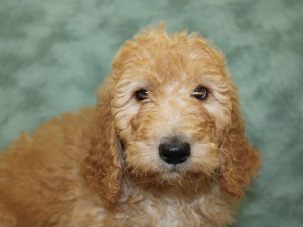 F2 ST Goldendoodle DOG Female Red 18588 Petland Dalton, Georgia