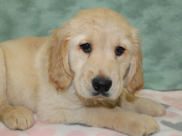 Golden Retriever DOG Female Golden 18589 Petland Dalton, Georgia