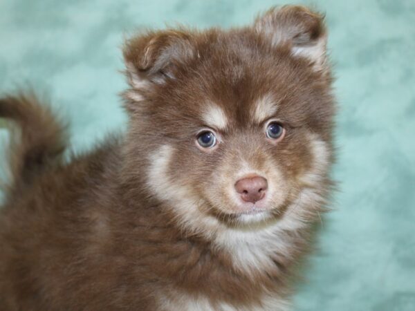 Pomsky DOG Male RED WHITE 18594 Petland Dalton, Georgia