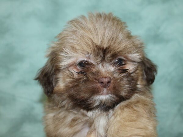 Shih Tzu DOG Male CHOC 18593 Petland Dalton, Georgia