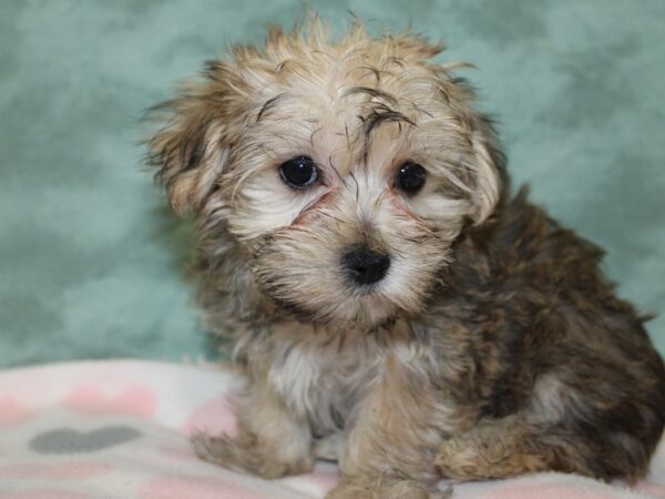 Morkie DOG Female BIEGE 18591 Petland Dalton, Georgia