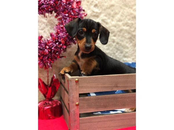 Dachshund DOG Male BLK TAN 8224 Petland Dalton, Georgia