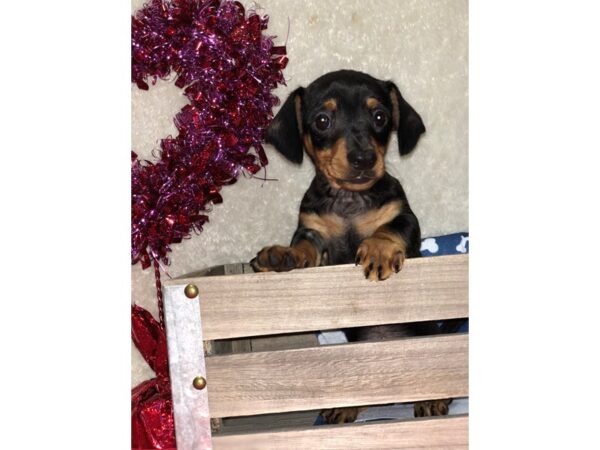 Dachshund DOG Female BLK TAN 8223 Petland Dalton, Georgia