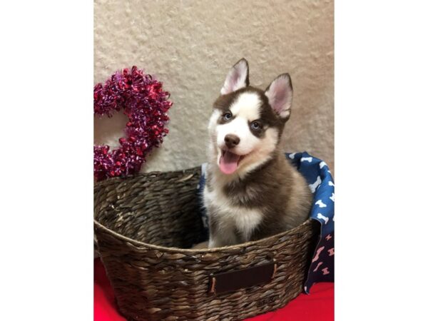 Pomsky DOG Female RED WHITE 8225 Petland Dalton, Georgia