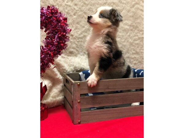 Mini Aussie-DOG-Female-Blue Merle-8222-Petland Dalton, Georgia