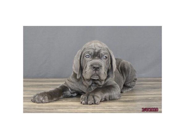 Neapolitan Mastiff DOG Male Blue 8231 Petland Dalton, Georgia