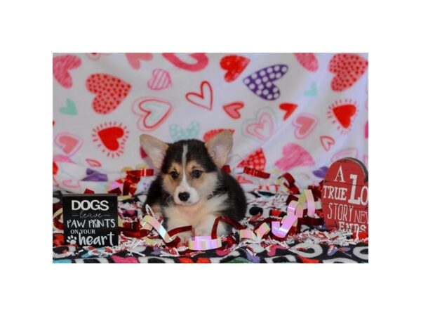 Pembroke Welsh Corgi-DOG-Male-Tri-Colored-8232-Petland Dalton, Georgia