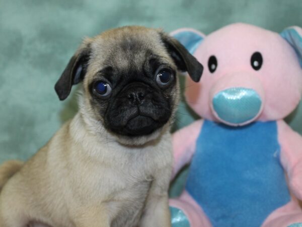 Pug DOG Male FAWN 18602 Petland Dalton, Georgia