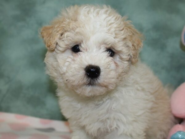 Havanese DOG Female FAWN WHITE 18601 Petland Dalton, Georgia