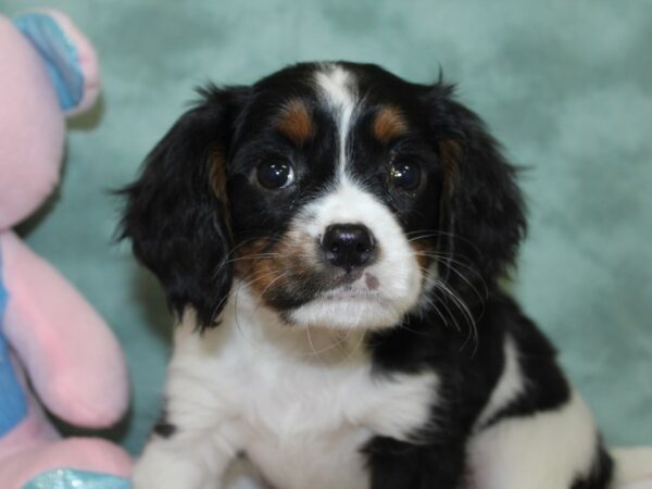 Mini Bernese DOG Female Tri Color 18599 Petland Dalton, Georgia