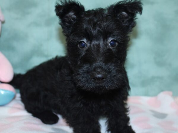 Scottish Terrier DOG Female Black 18598 Petland Dalton, Georgia