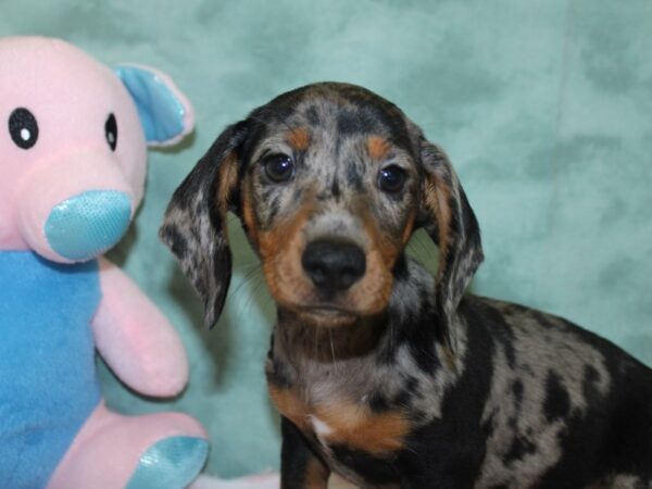 Dachshund DOG Male Blue / Tan 18596 Petland Dalton, Georgia