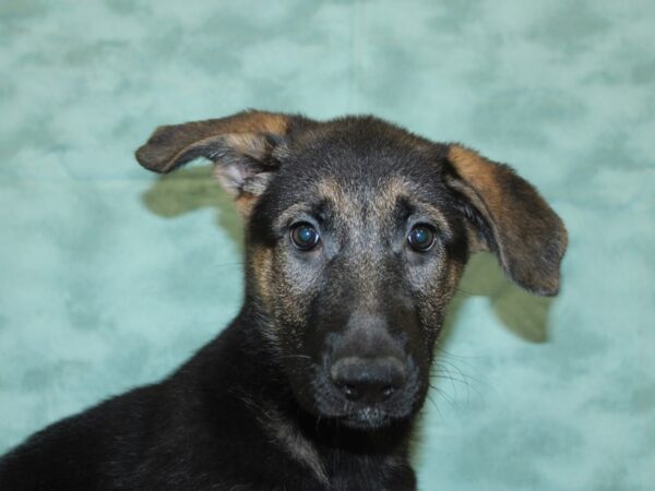 German Shepherd DOG Female Black & Tan 18533 Petland Dalton, Georgia