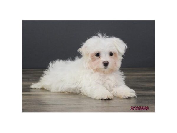 Maltese DOG Male White 18617 Petland Dalton, Georgia